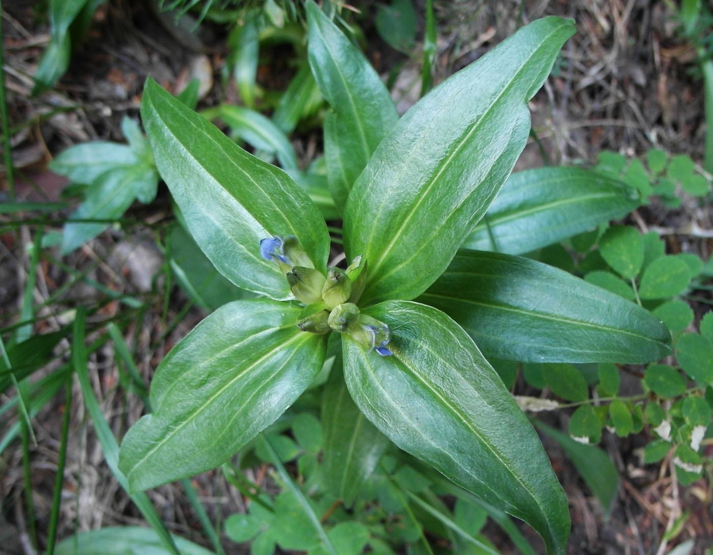 Image of Gentiana cruciata specimen.
