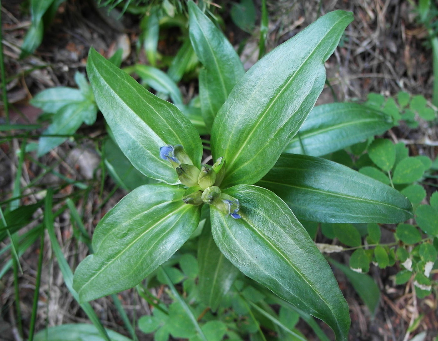 Изображение особи Gentiana cruciata.