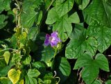 Ipomoea indica