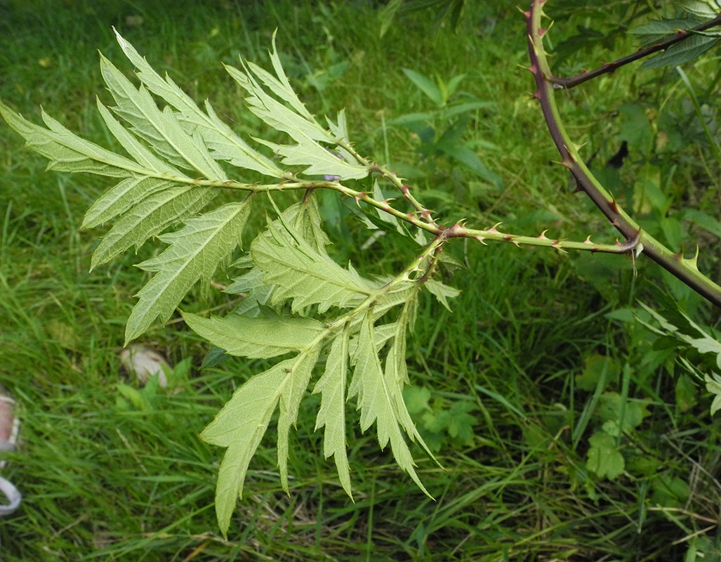Изображение особи Rubus laciniatus.