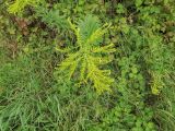 Solidago canadensis