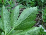 Ligusticum scoticum. Верхушка листа (вид снизу). Архангельская обл., Приморский р-н, окр. дер. Солза, приморский лес. 08.07.2013.