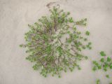 Honckenya peploides ssp. diffusa