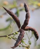 Vachellia farnesiana