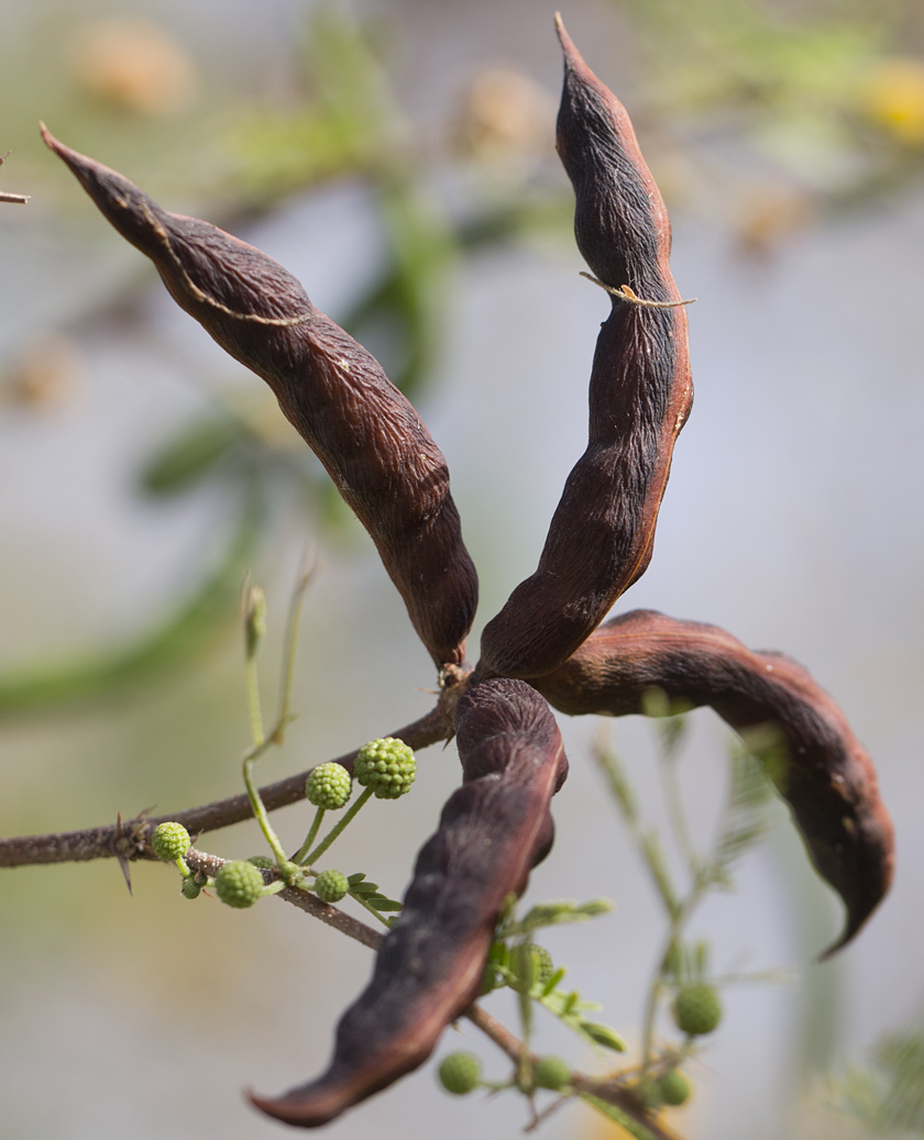 Изображение особи Vachellia farnesiana.