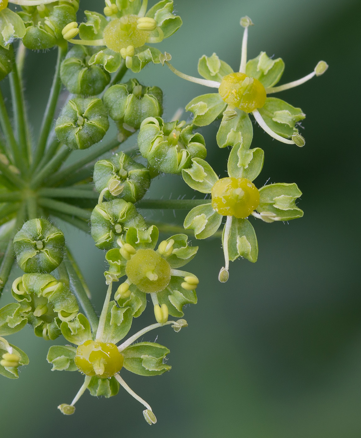 Image of Pastinaca sativa specimen.