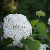 Hydrangea arborescens. Соцветие ('Annabelle'). Кировская обл., г. Киров, Ботанический сад Вятского государственного университета, в культуре. 31.07.2018.