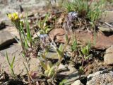 Myosotis micrantha