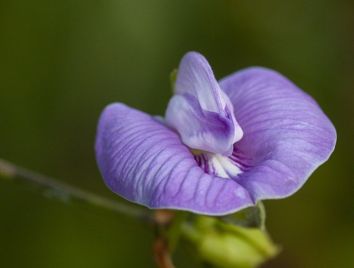 Image of Clitoria macrophylla specimen.