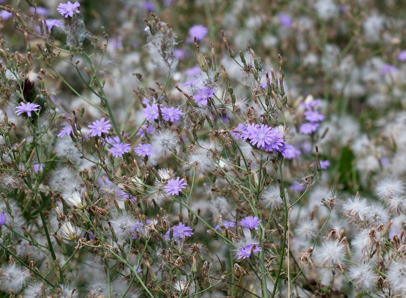 Image of Lactuca tatarica specimen.