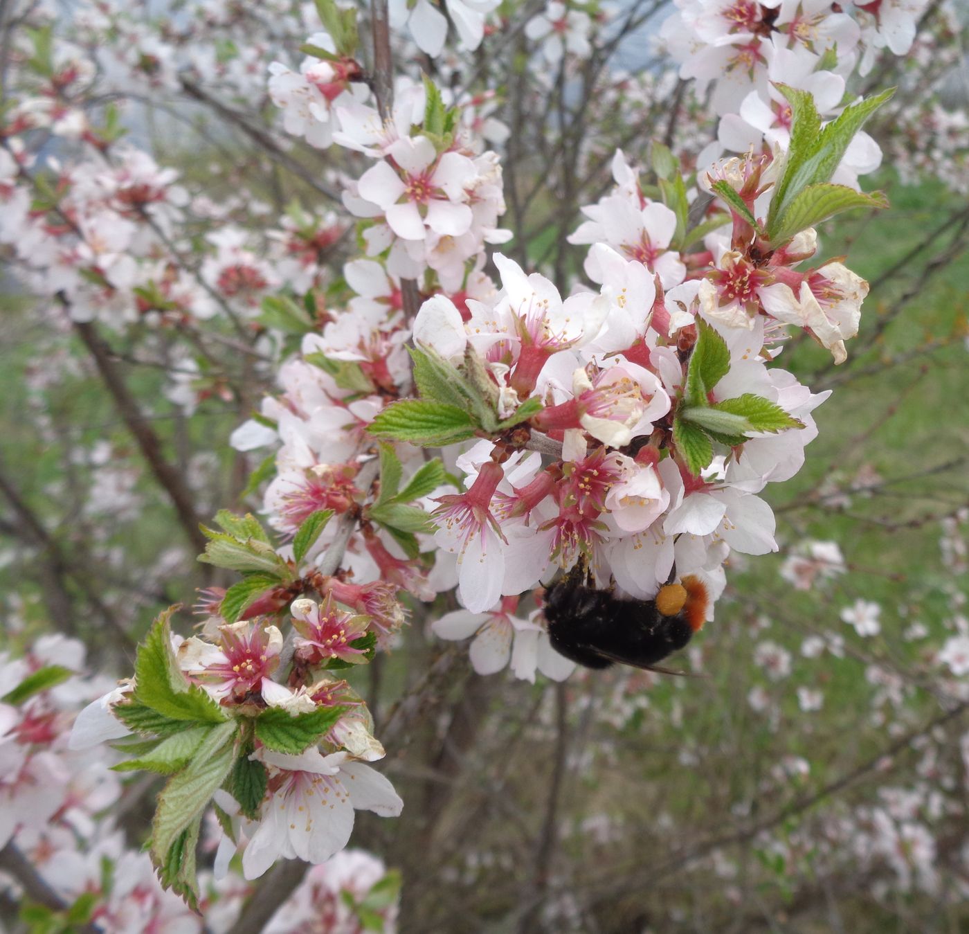 Изображение особи Cerasus tomentosa.