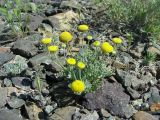 Cancrinia discoidea