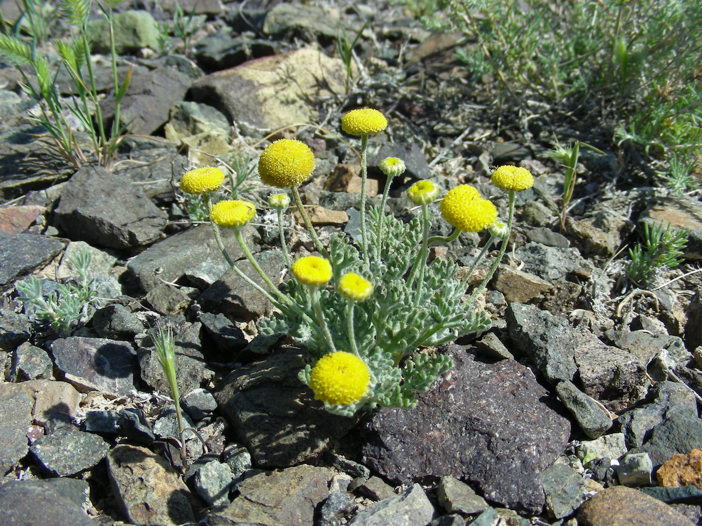 Image of Cancrinia discoidea specimen.