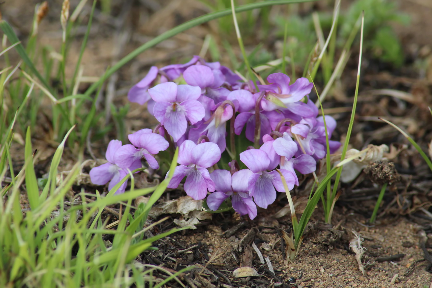 Изображение особи Viola gmeliniana.