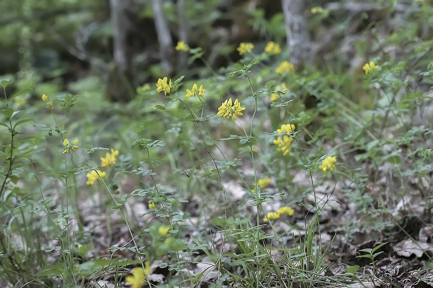 Image of Coronilla coronata specimen.