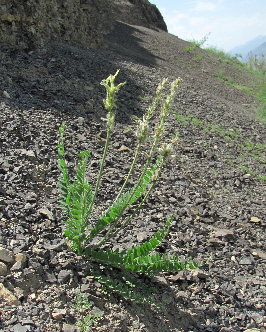 Image of Oxytropis pallasii specimen.