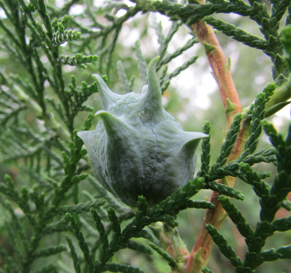 Изображение особи Platycladus orientalis.