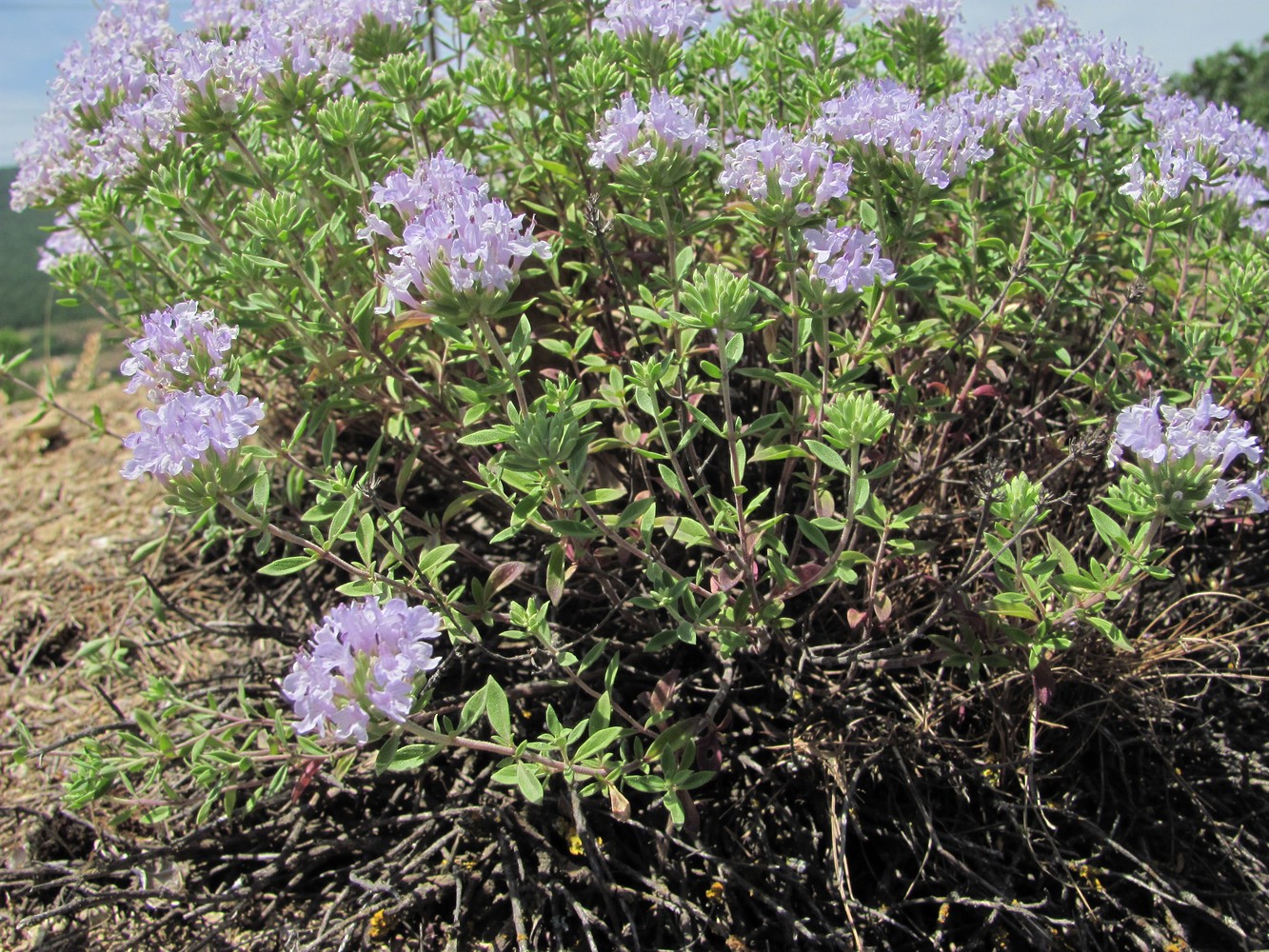 Image of Ziziphora serpyllacea specimen.