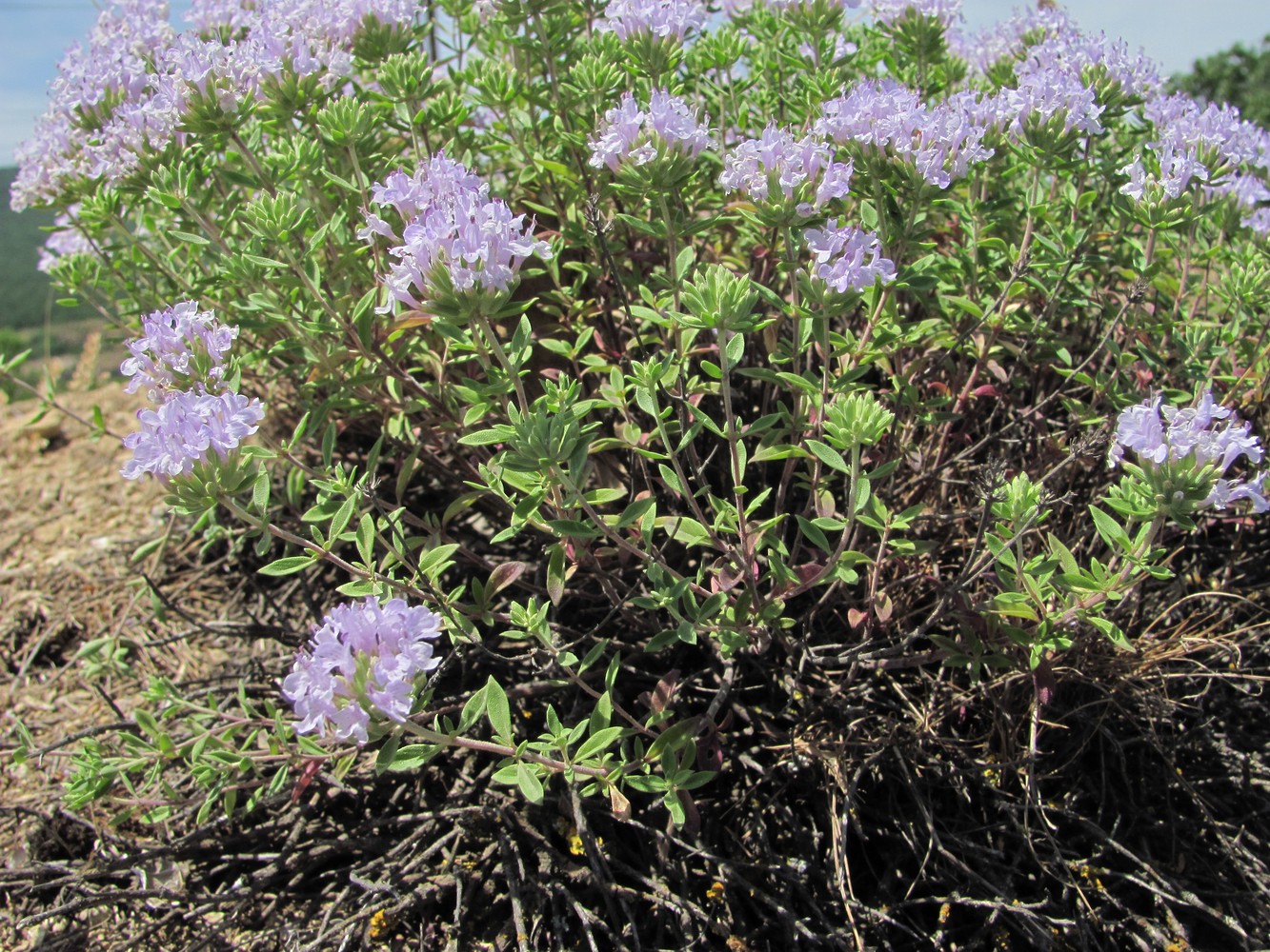 Изображение особи Ziziphora serpyllacea.