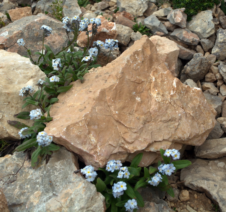 Изображение особи Myosotis alpestris.