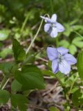 Viola riviniana. Верхушка побега с цветком. Ленинградская обл., Кингисеппский р-н, окр. дер. Урмизно близ охоторыболовной базы \"Динамо\", мыс Дубовский, смешанный елово-лиственный лес с участием широколиственных пород. 18.05.2019.