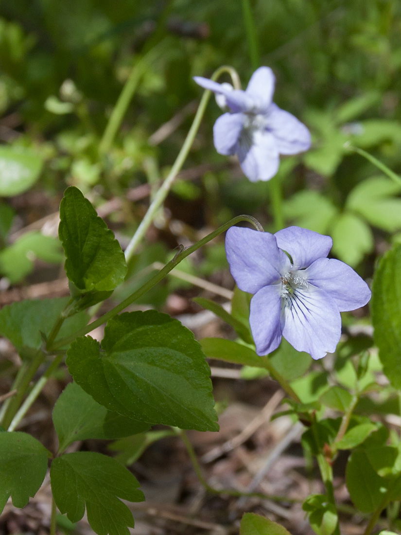 Изображение особи Viola riviniana.