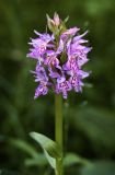 Dactylorhiza sibirica. Соцветие. Республика Алтай, Шебалинский р-н, заболоченная пойма р. Камлак, в воде. 01.07.2010.