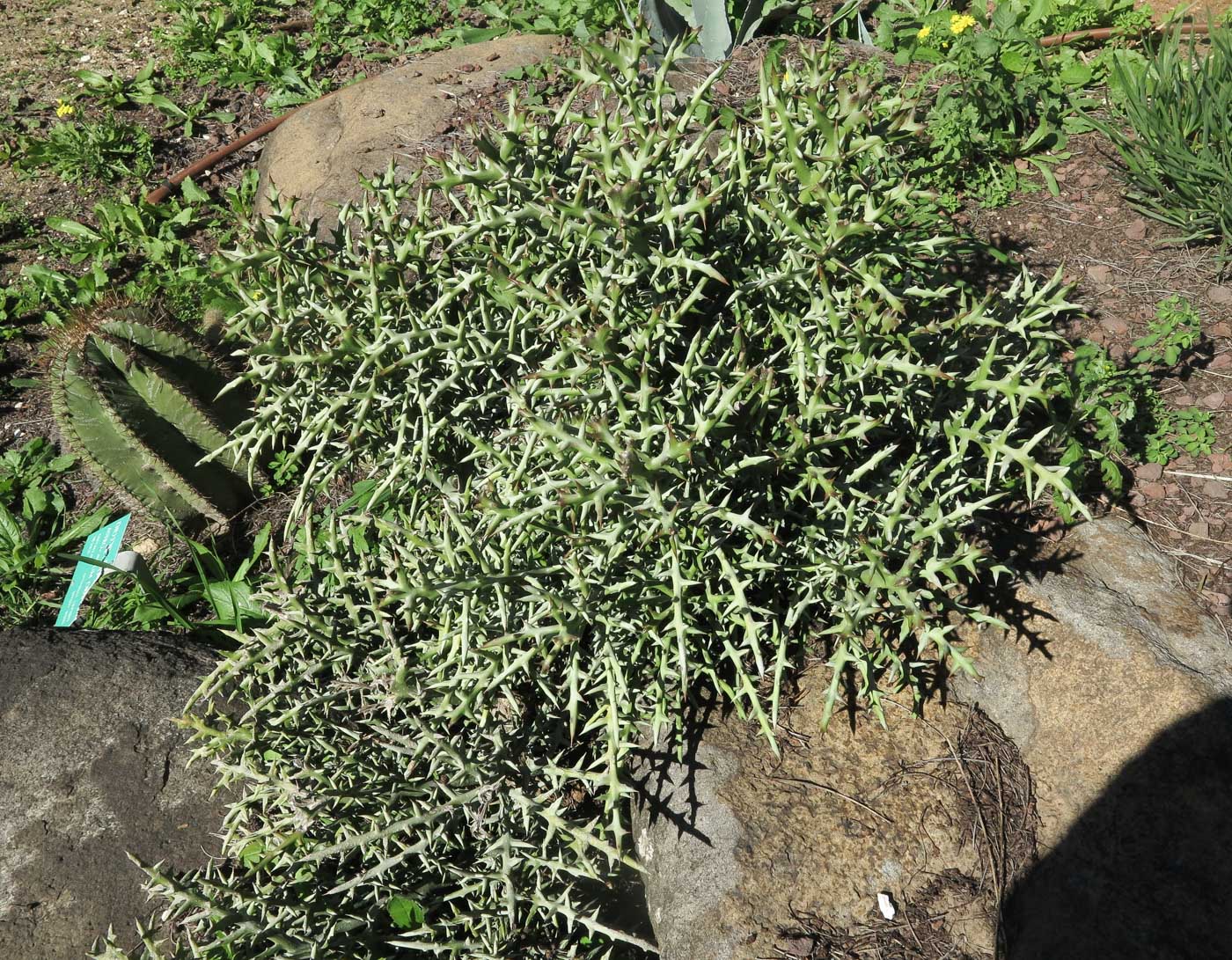 Изображение особи Euphorbia stenoclada.