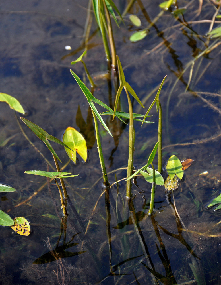 Image of Sagittaria sagittifolia specimen.