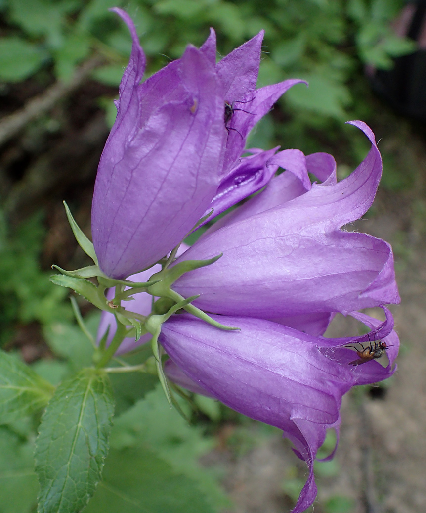 Image of Campanula latifolia specimen.