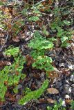 Adiantum sulphureum