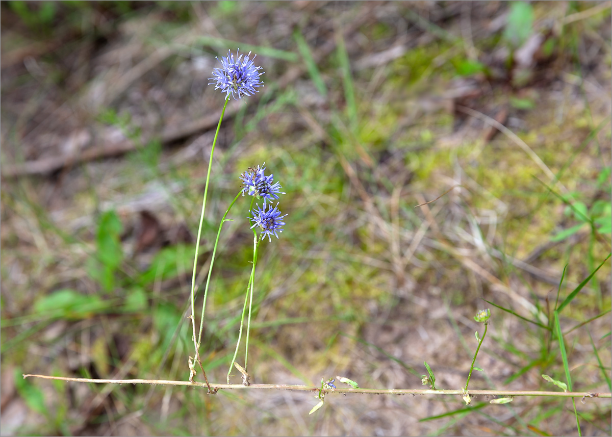 Image of Jasione montana specimen.