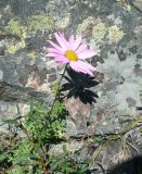 Chrysanthemum sinuatum