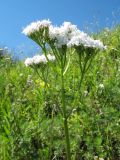 Valeriana rossica. Верхушка цветущего растения с муравьями. Казахстан, Западный Алтай, горы Таловка (Собачьи Горы) у пер. Седло в окр. с. Солдатово; степь на каменистом склоне вост. экспозиции, ≈ 1400 м н.у.м. 28 июня 2019 г.