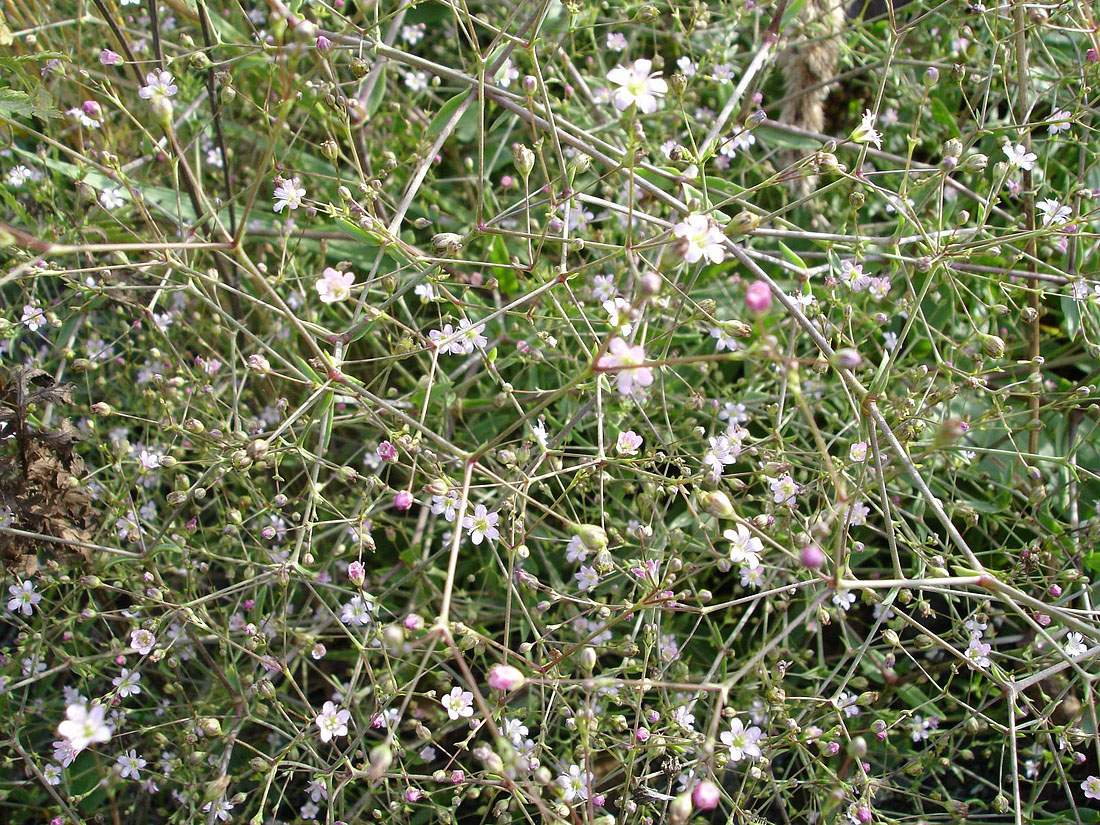 Image of Gypsophila perfoliata specimen.