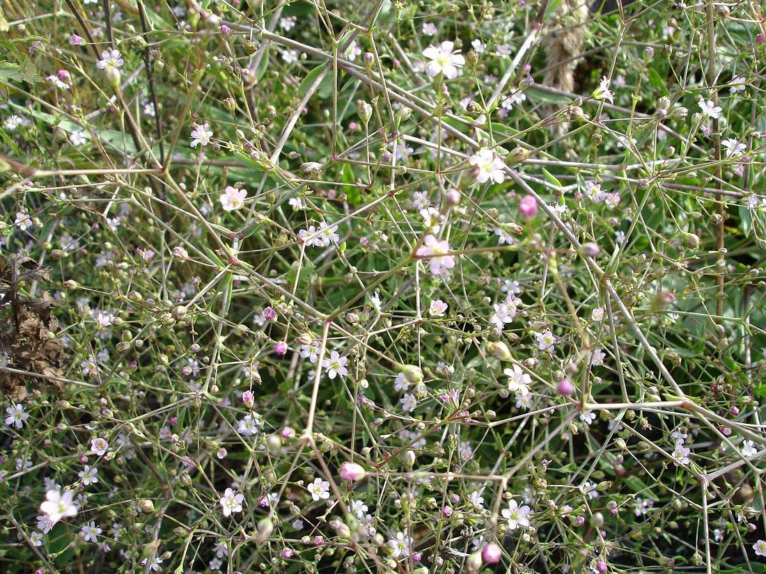 Изображение особи Gypsophila perfoliata.