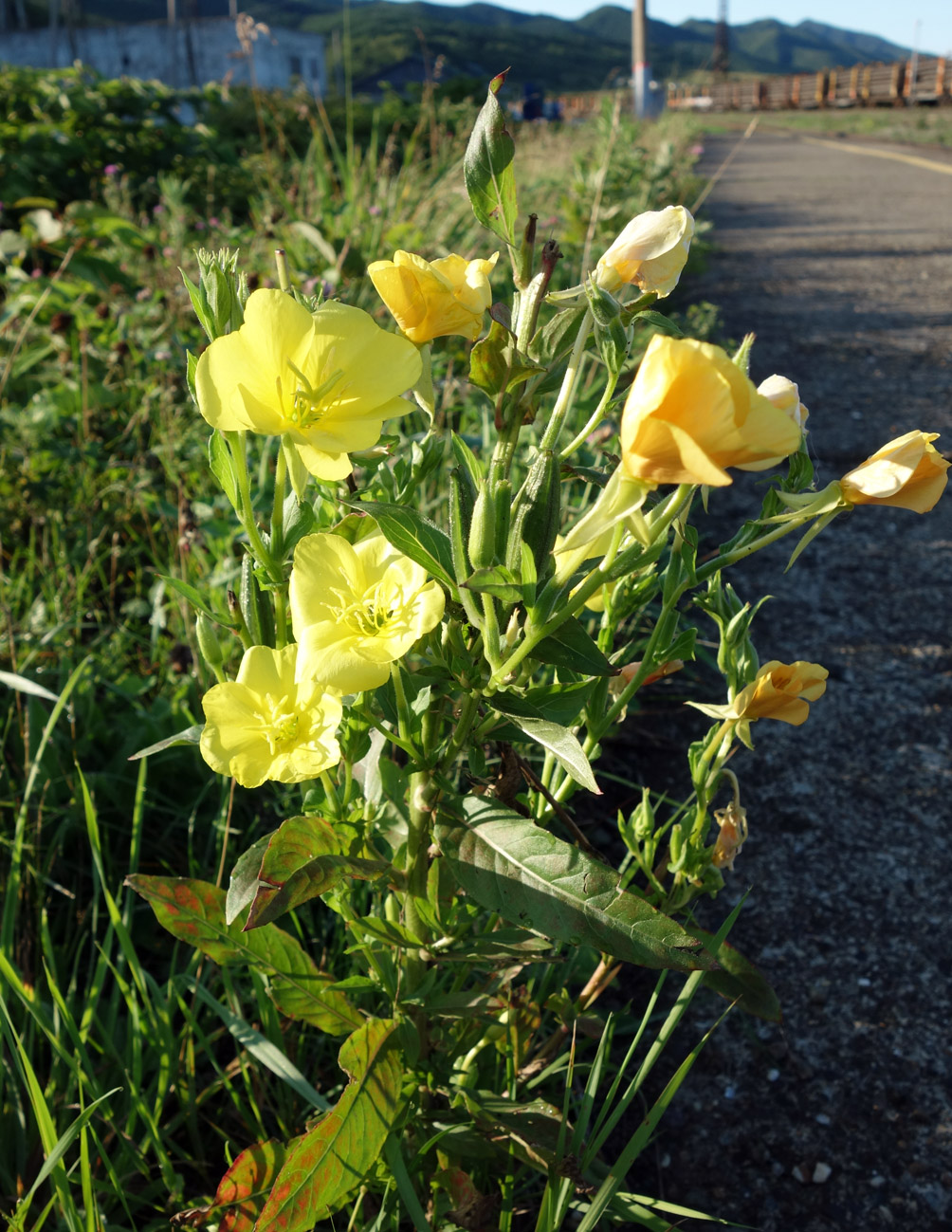 Изображение особи Oenothera biennis.