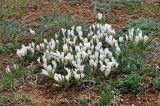 Astragalus brevifolius