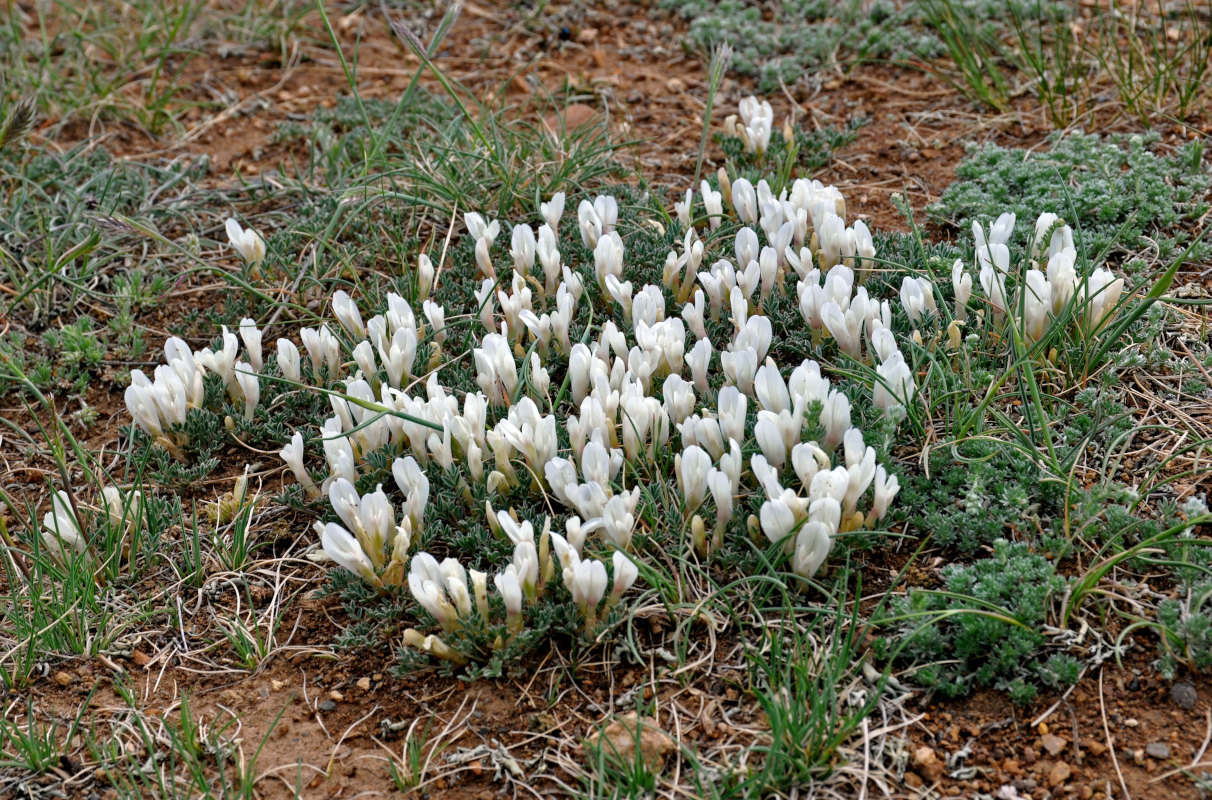 Изображение особи Astragalus brevifolius.