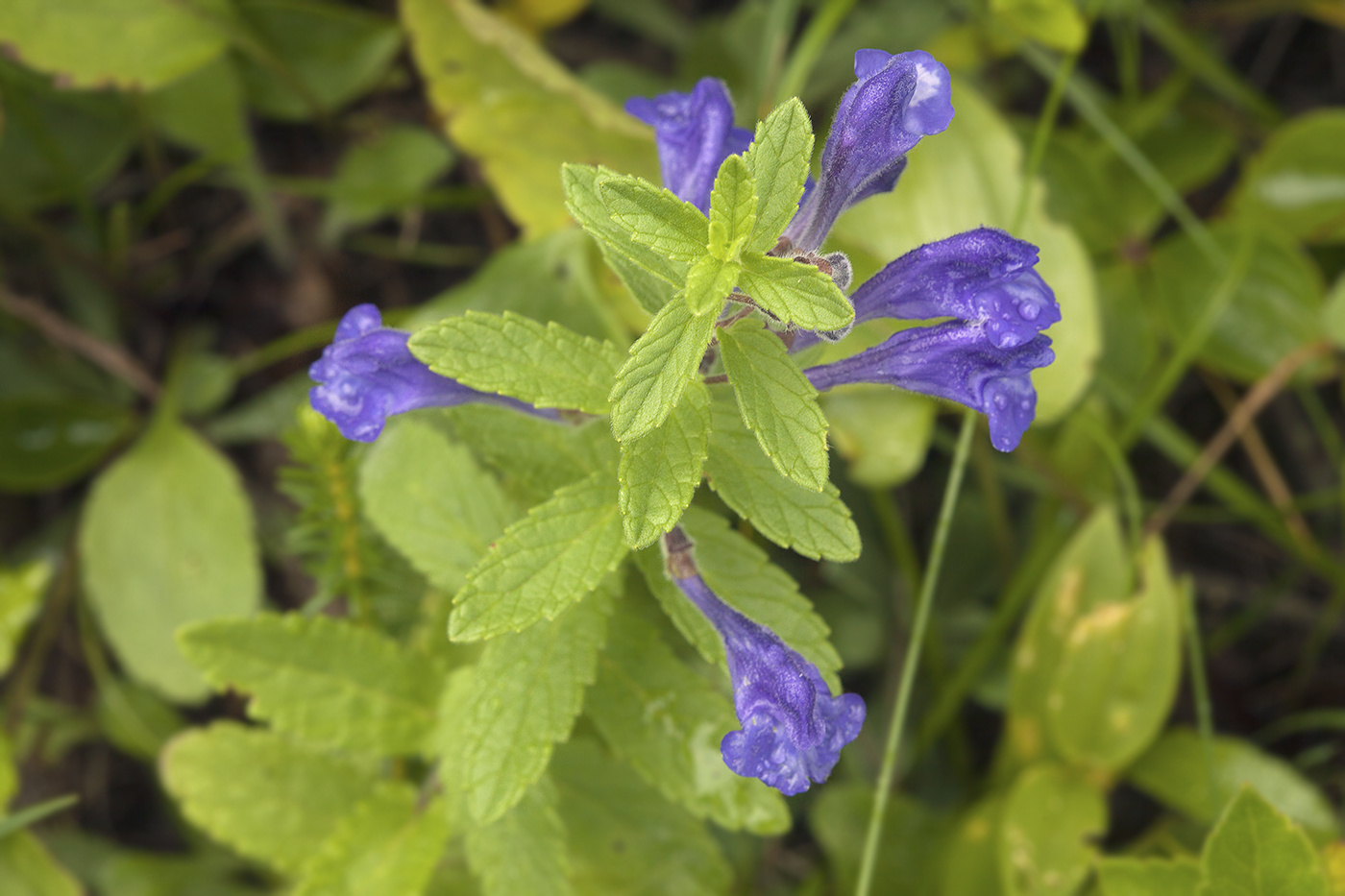 Image of Scutellaria strigillosa specimen.