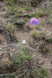 Scabiosa comosa