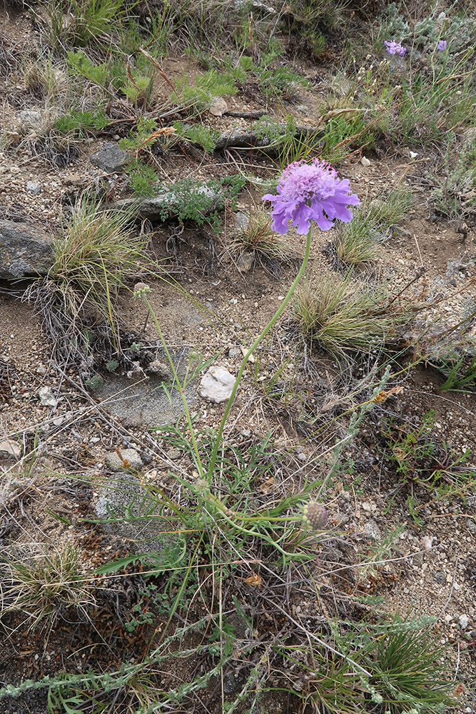 Изображение особи Scabiosa comosa.