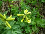 Astragalus saralensis