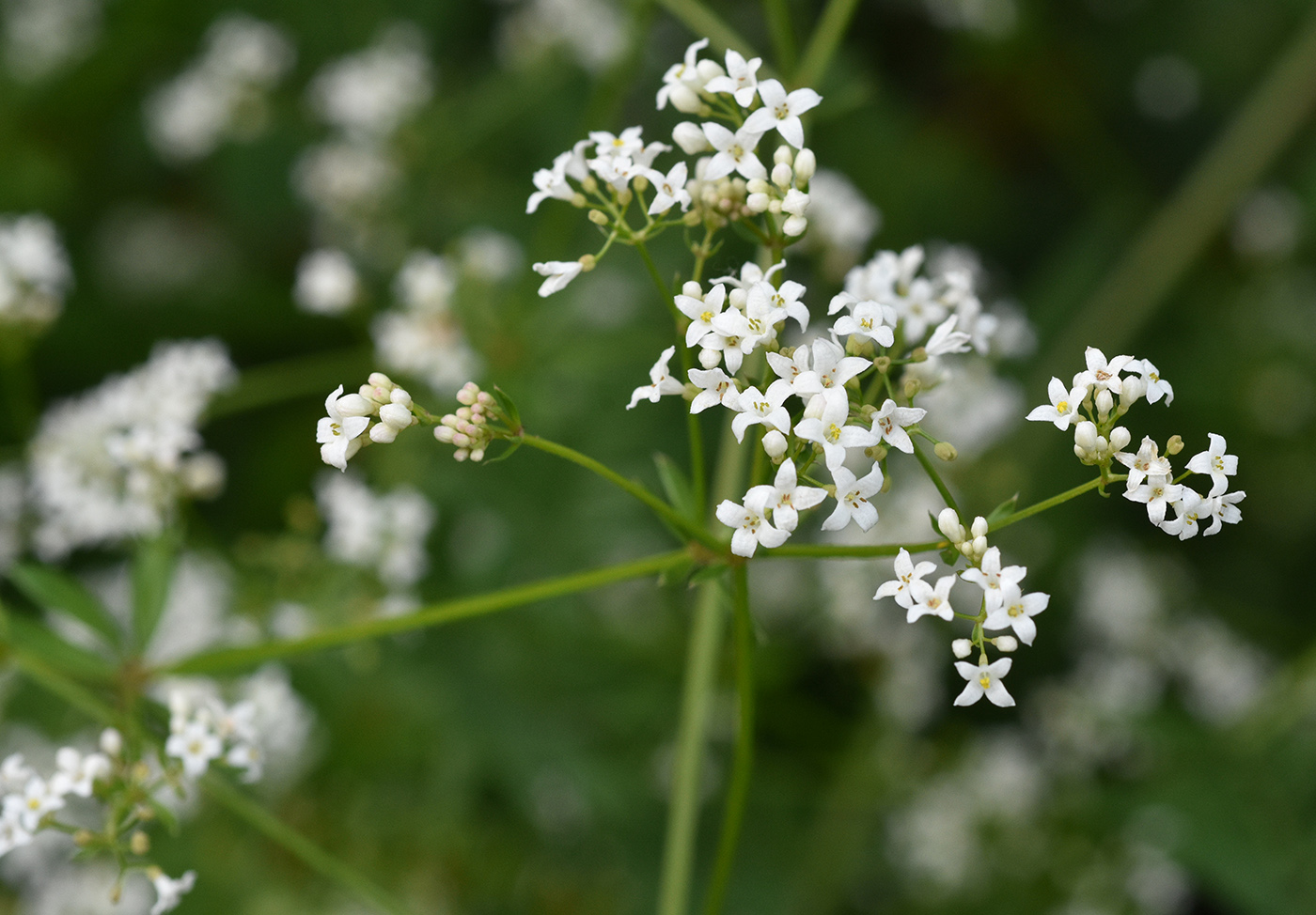 Image of Galium pseudorivale specimen.