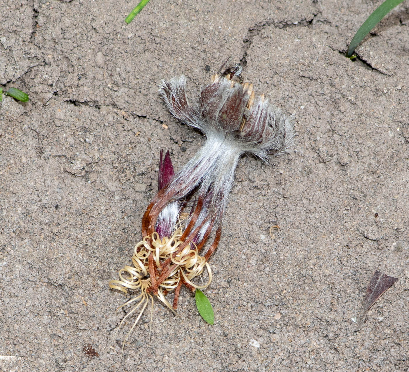 Image of Barnadesia dombeyana specimen.