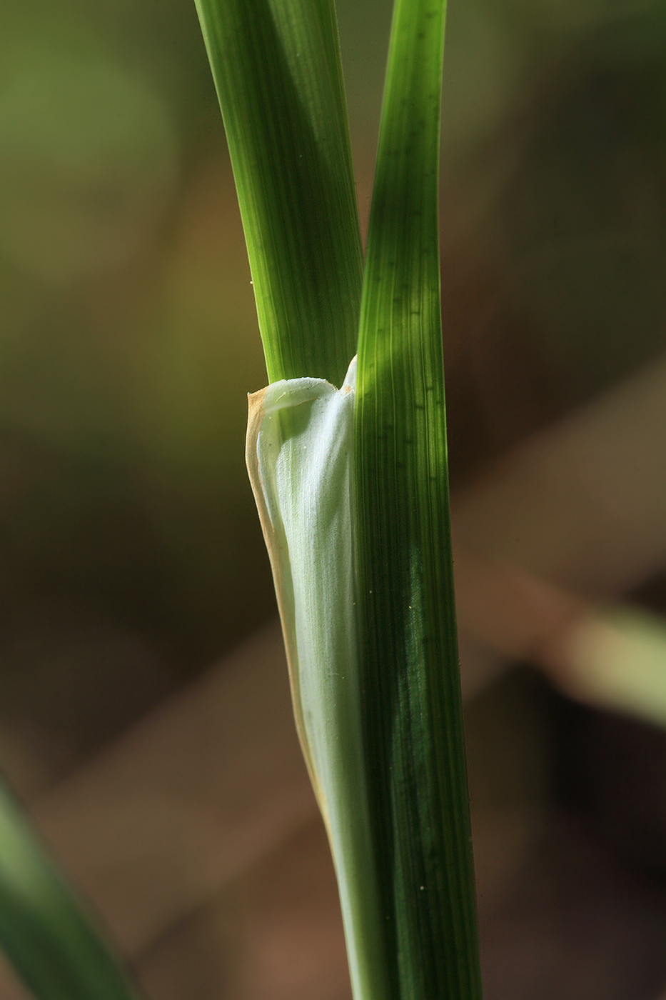 Изображение особи Carex acuta.