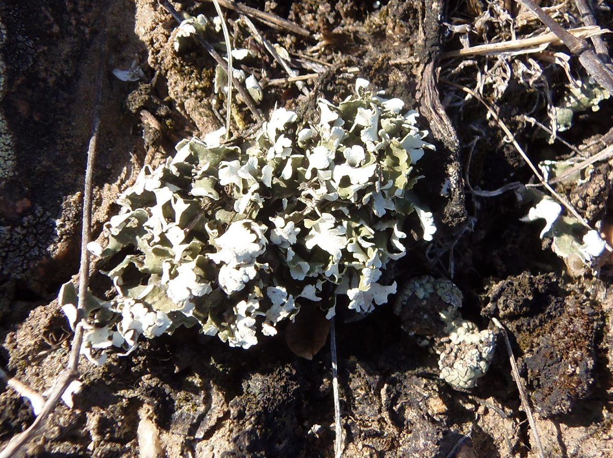 Image of genus Cladonia specimen.