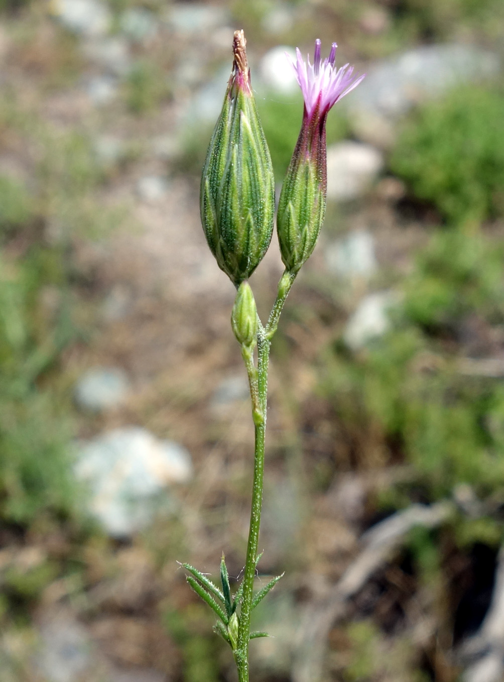 Image of Crupina vulgaris specimen.