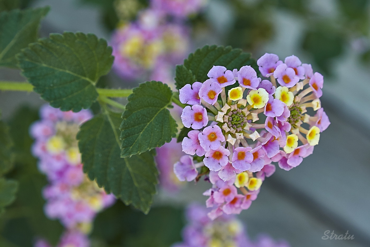 Image of Lantana camara specimen.