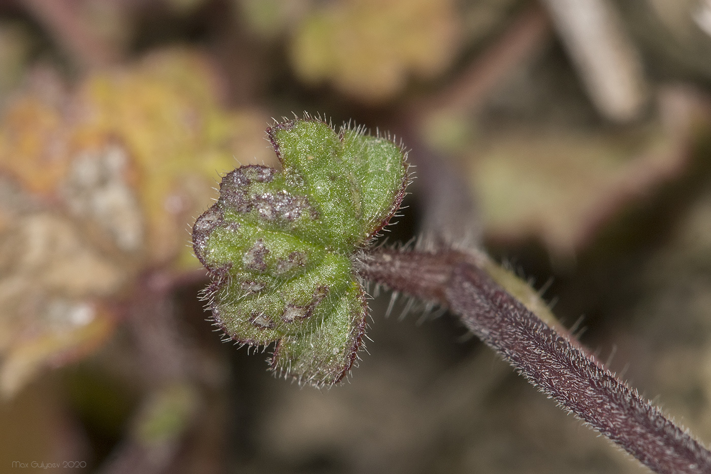 Image of Lamium amplexicaule specimen.